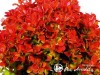 Raugerškis tunbergo ,Ruby Star' (lot. Berberis thunbergii) 